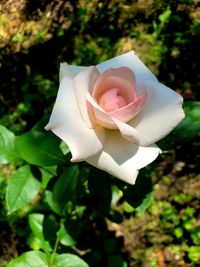 Close-up of rose flower