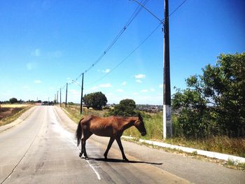 Horse cart on road against sky