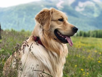 Close-up of dog looking away