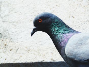 Close-up of pigeon