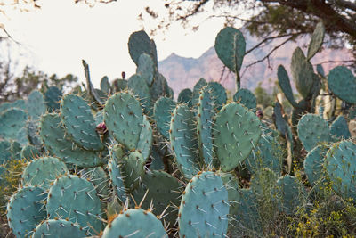 Close-up of prickly pear cactus