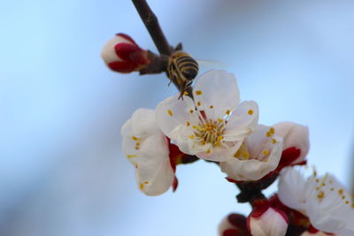 Close-up of white cherry blossoms against sky