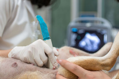 Midsection of veterinarian examining dog
