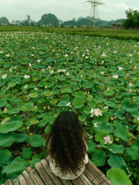 Rear view of woman sitting on field