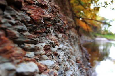 Close-up of rocks on tree trunk