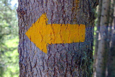 Close-up of yellow tree trunk in forest