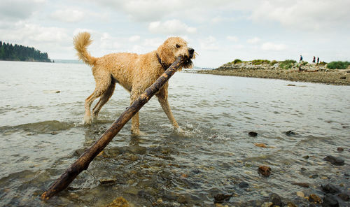 Dog carrying bamboo in mouth while wading in lake against sky