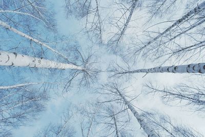 Low angle view of trees against blue sky