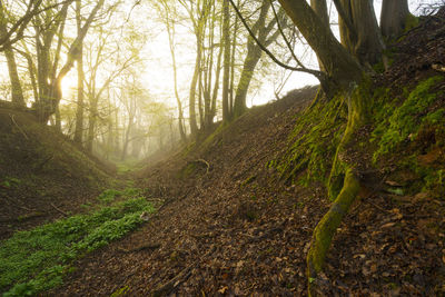 Trees growing in forest