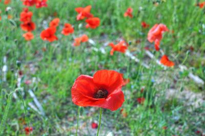 Close-up of red poppy flowers on field