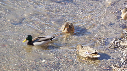 High angle view of ducks swimming in lake