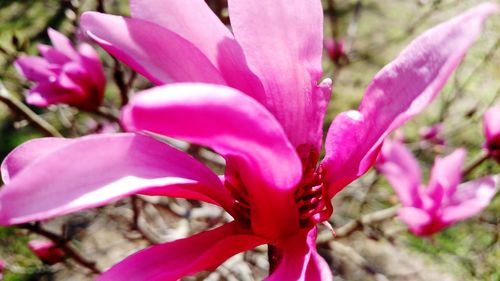 Close-up of pink flowers blooming outdoors