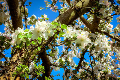 Low angle view of cherry blossoms in spring