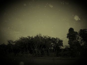 Trees against sky at night