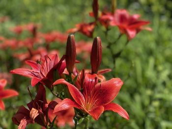 Montreal lillies