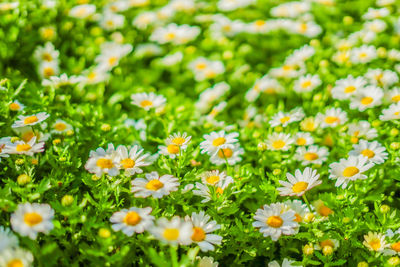 Close-up of white daisy flowers