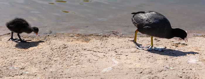 High angle view of birds on beach