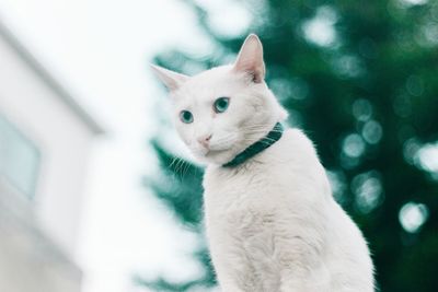 Close-up of a cat looking away