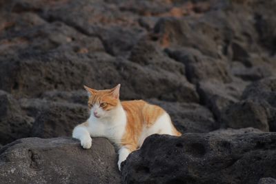 Kitten on the rocks