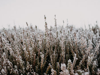 Close-up of purple flowering plants on field