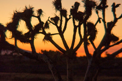 Close-up of silhouette cactus on field against sky during sunset