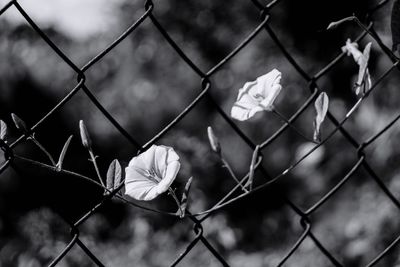 Close-up of chainlink fence against blurred background