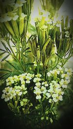 Close-up of white flowers