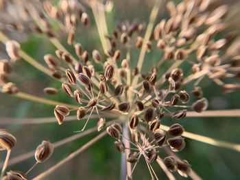 Close-up of flowering plant