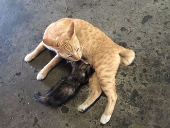 High angle view of cat lying on ground