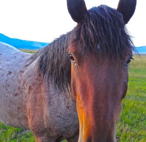 Close-up of horse in field