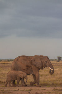 Elephants on field against sky