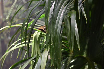 Close-up of bee on grass