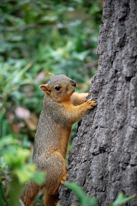 Close-up of squirrel