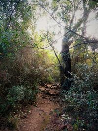 Trees in forest