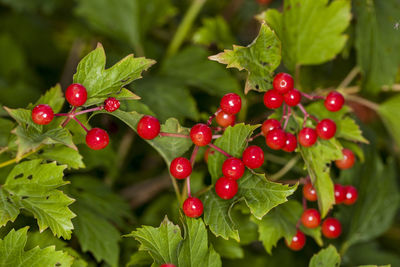 Close-up of red berries growing on plant