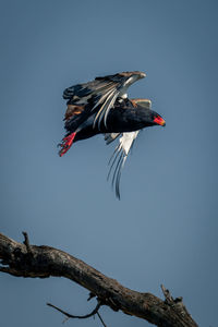 Low angle view of bird perching on tree