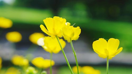 Close-up of yellow flowering plant on field