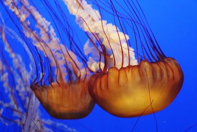 Close-up of jellyfish swimming in aquarium