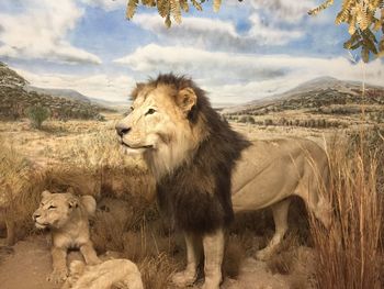 View of a sheep on a land