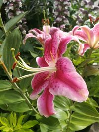 Close-up of pink flowering plant