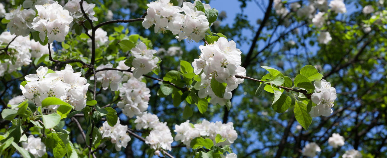 CLOSE-UP OF WHITE FLOWERING PLANT WITH TREE