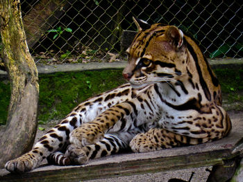Tiger resting in cage at zoo
