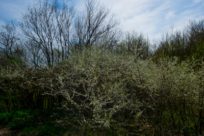 Plants growing on land against sky