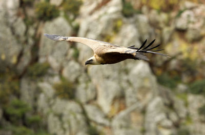 Low angle view of a bird flying