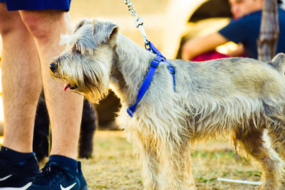 Low section of man with dog