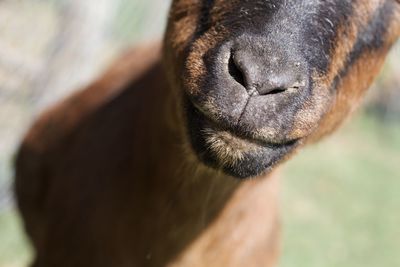Close-up of a horse