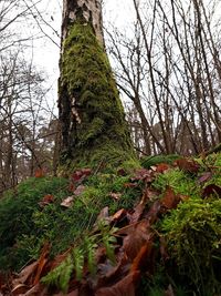 Low angle view of trees in forest