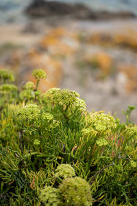 Close-up of fresh green plant in field