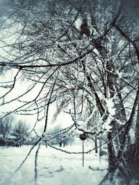 Bare trees on snow covered landscape