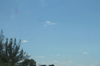 Low angle view of birds flying in sky